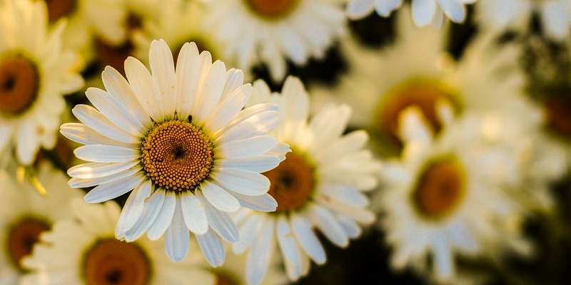 賀！本校參加114學年度本土教育四項競賽，成績優異！　